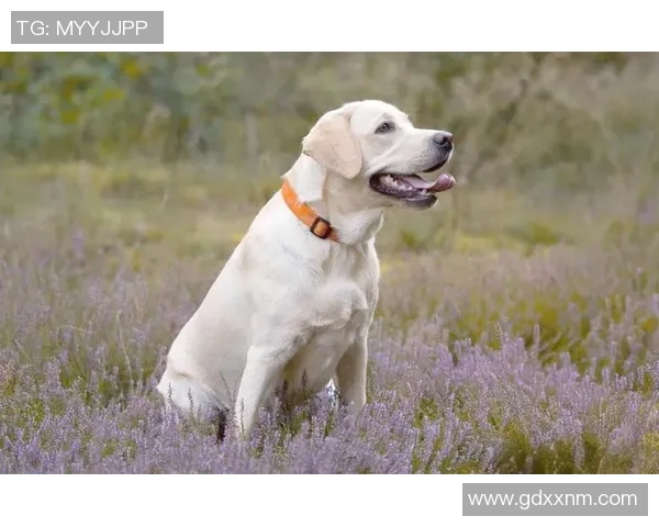 足球明星遛狗的秘密曝光你绝对想不到的明星宠物生活揭秘 足球明星遛狗的秘密曝光你绝对想不到的明星宠物生活揭秘